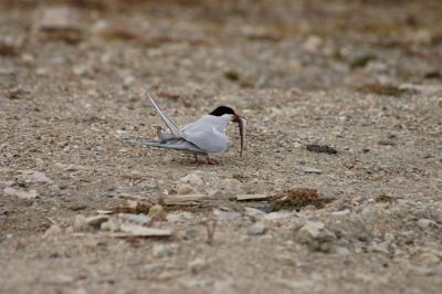 Artic Tern with fish