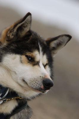 svalbard_fauna