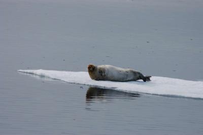 Bearded Seal