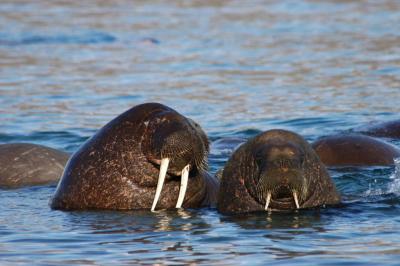 Walruses