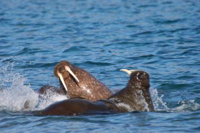 Walruses