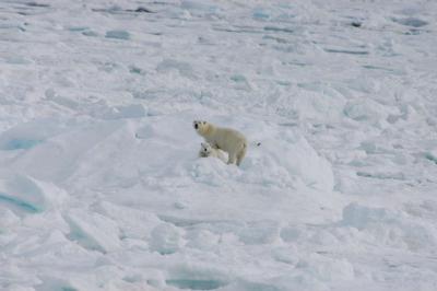 Polar Bears