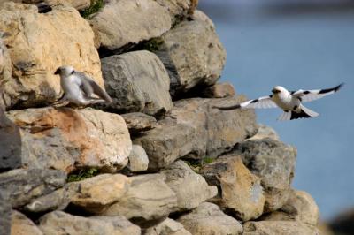 Snow Bunting couple nesting betwen the rocks