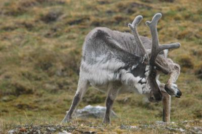 Swalbard reindeer