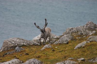 Swalbard Reindeer