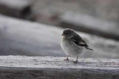 Snow Bunting chick