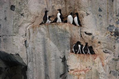 Guillimots nesting on cliff