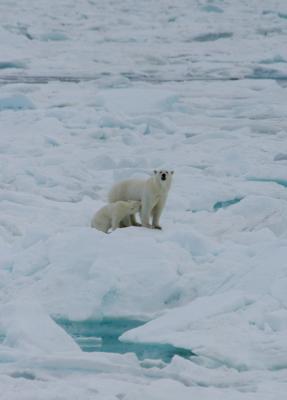 Polar Bear , mum with cub