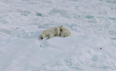 Polar Bear , mum with cub