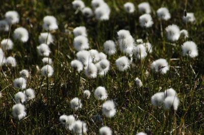 Artic Cottongrass