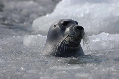 Ringed Seal