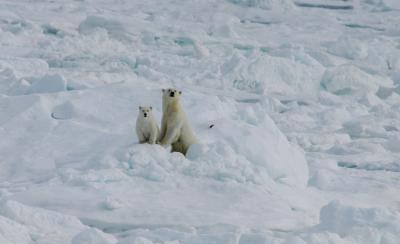 Polar Bear mum and cub