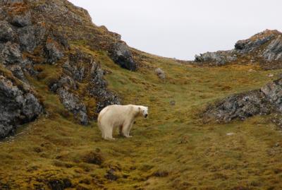 svalbard_fauna