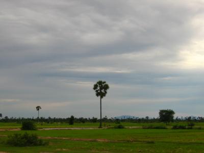 Cambodian Pampa