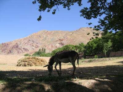 The ubiquitous donkey