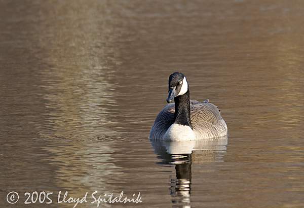 Canada Goose
