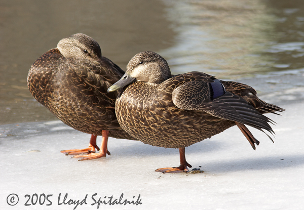  American Black Duck/Mallard hybrid w/American Black Duck in background