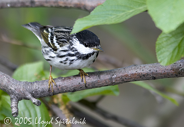 Blackpoll Warbler