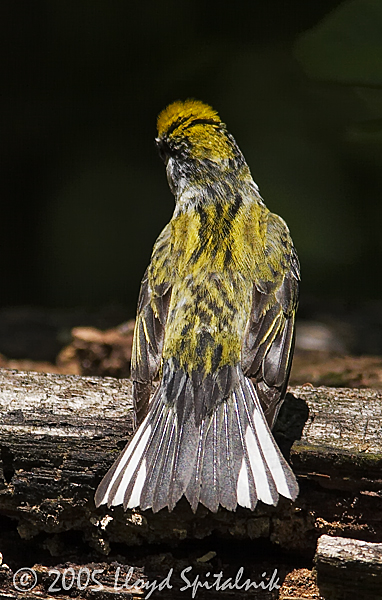 Chestnut-sided Warbler