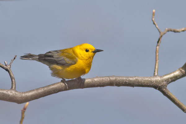 Prothonotary Warbler