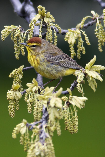 Palm Warbler