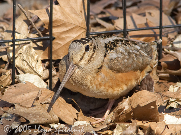 American Woodcock