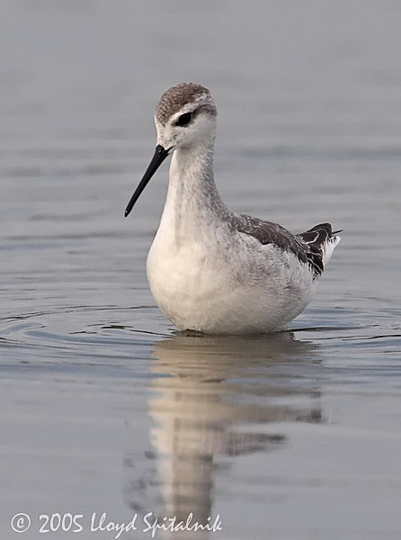 Wilsons Phalarope