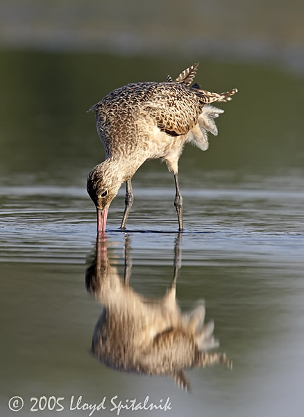 Marbled Godwit