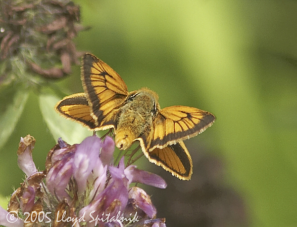 Delaware Skipper