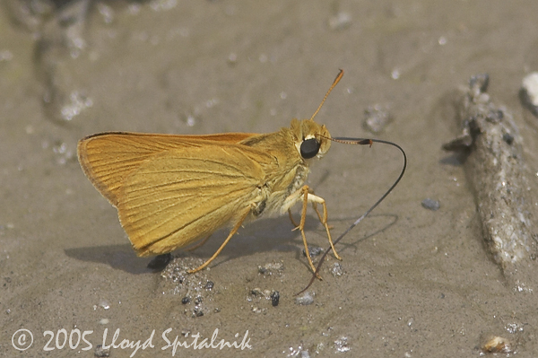 Delaware Skipper