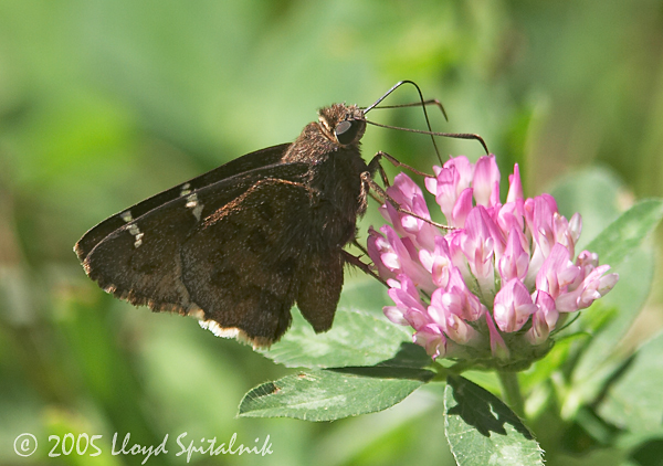Southern Cloudywing