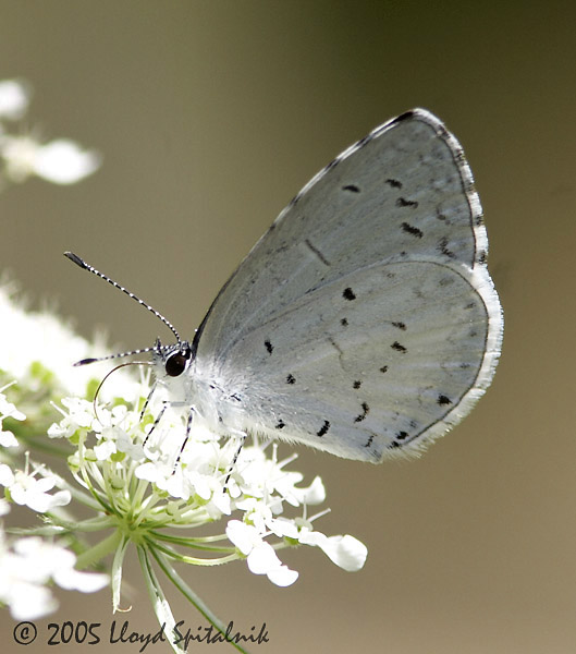 Summer Azure