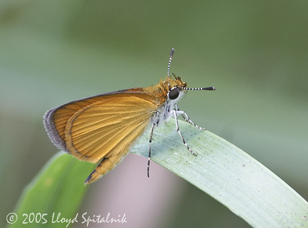 Least Skipper