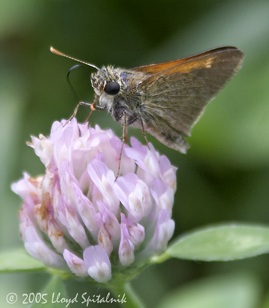 Tawny-edged Skipper