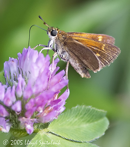 Tawny-edged Skipper