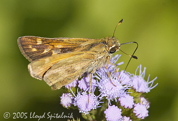 Sachem (female)