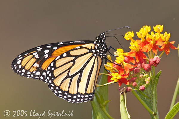 Monarch