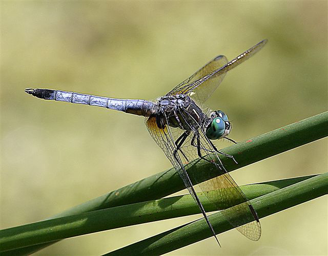 Blue Dasher