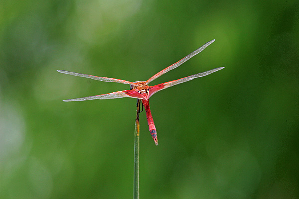 Carolina Saddlebags