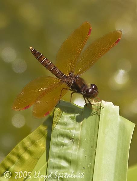 Eastern Amberwing