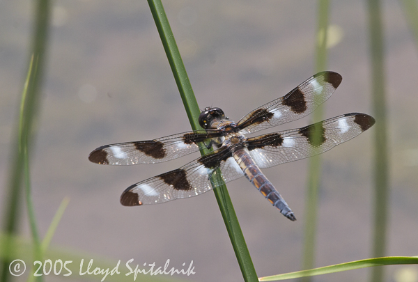 Twelve-spotted Skimmer