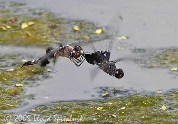 Black Saddlebags