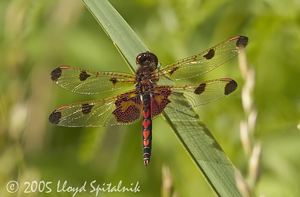 Calico Pennant