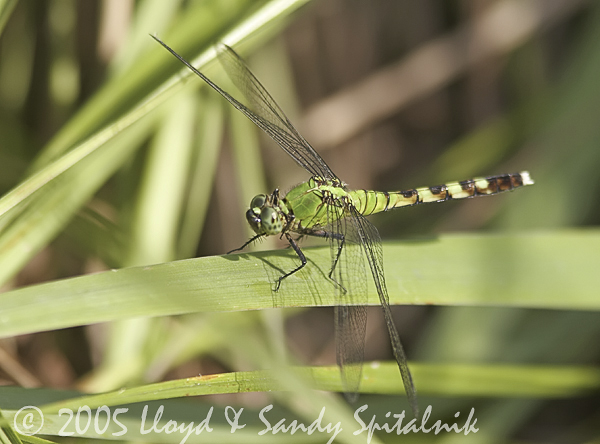 Eastern Pondhawk (female)