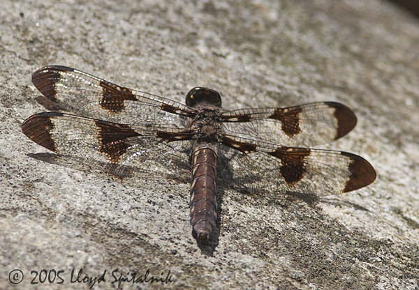 Common Whitetail (female)