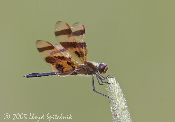  Halloween Pennant