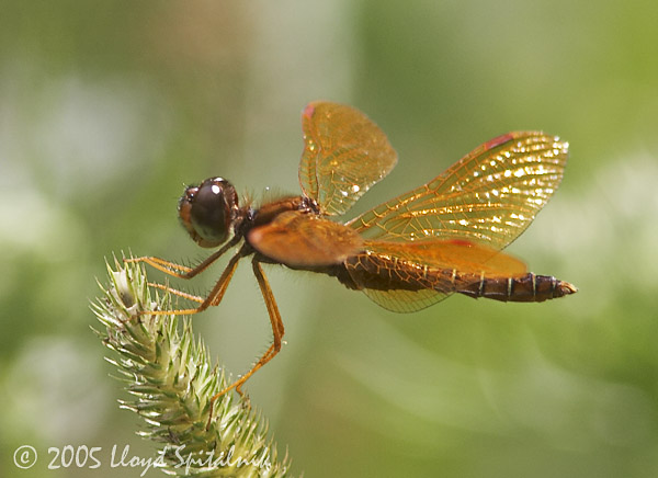 Eastern Amberwing