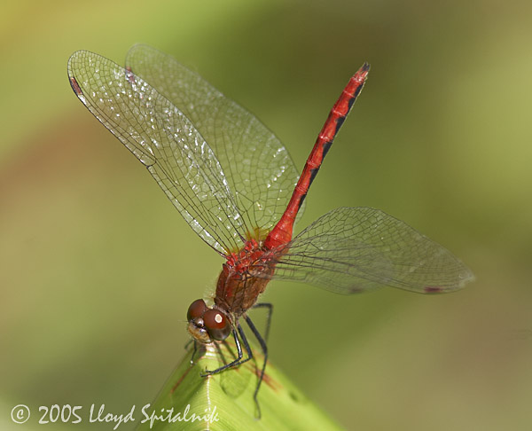 Cherry-faced or Ruby Meadowhawk