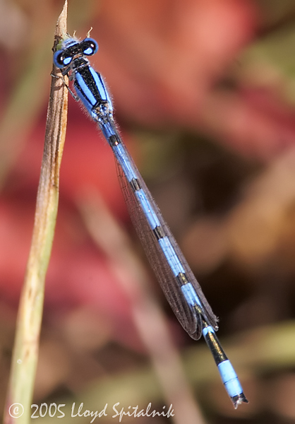  Familiar Bluet
