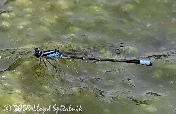 Skimming Bluet